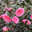 Load image into Gallery viewer, CAMELLIA JAPONICA HARI WITHERS [SZ:25CM POT]
