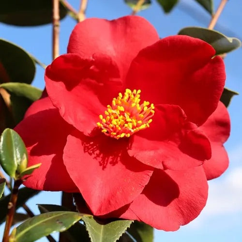 CAMELLIA JAPONICA ROYAL VELVET [SZ:25CM POT]
