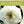 Load image into Gallery viewer, HELLEBORUS DOUBLE WHITE 14CM
