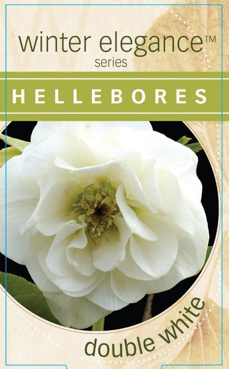 HELLEBORUS DOUBLE WHITE 14CM