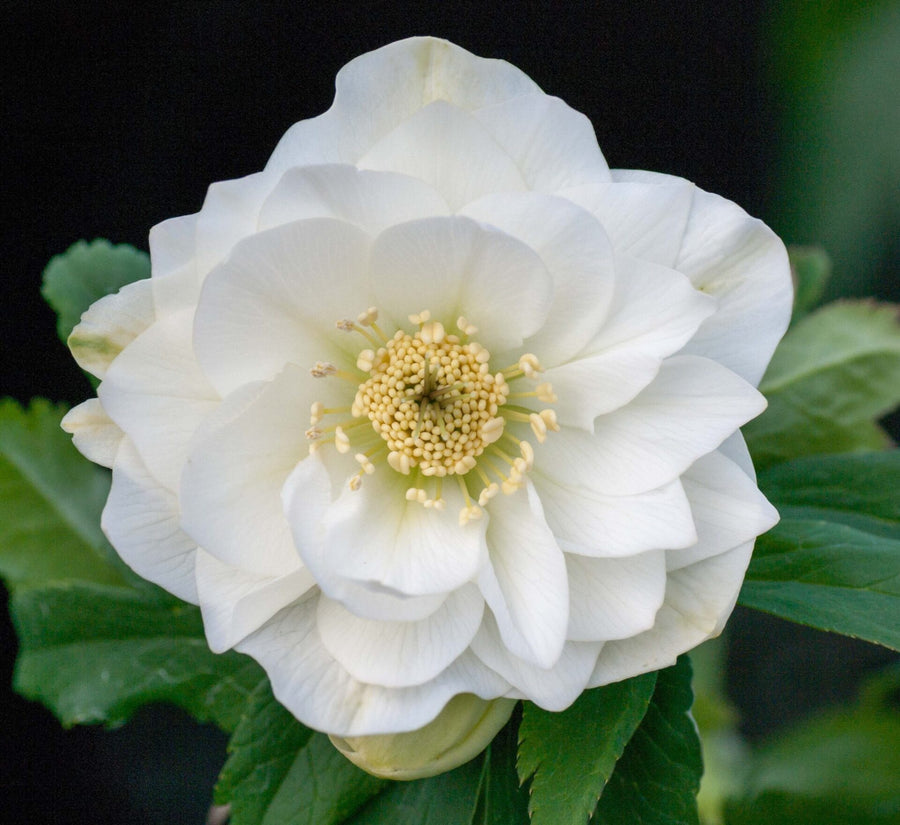HELLEBORUS DOUBLE WHITE 14CM