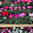 Load image into Gallery viewer, CYCLAMEN ASSORTED [SZ:14/16CM]
