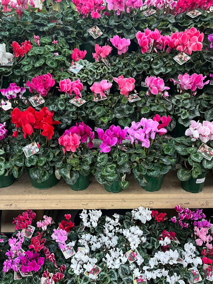 CYCLAMEN ASSORTED [SZ:14/16CM]
