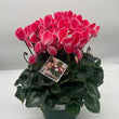 Load image into Gallery viewer, CYCLAMEN ASSORTED [SZ:14/16CM]
