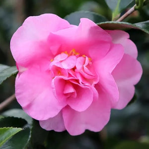 CAM. SAS. JENNIFER SUSAN [SZ:25CM POT]