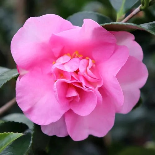 CAM. SAS. JENNIFER SUSAN [SZ:25CM POT]