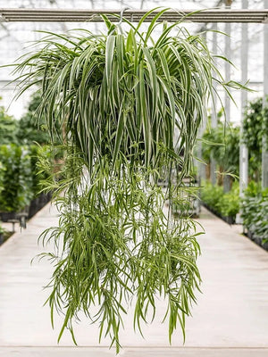 CHLOROPHYTUM SPIDER PLANT [SZ:25CM HB]