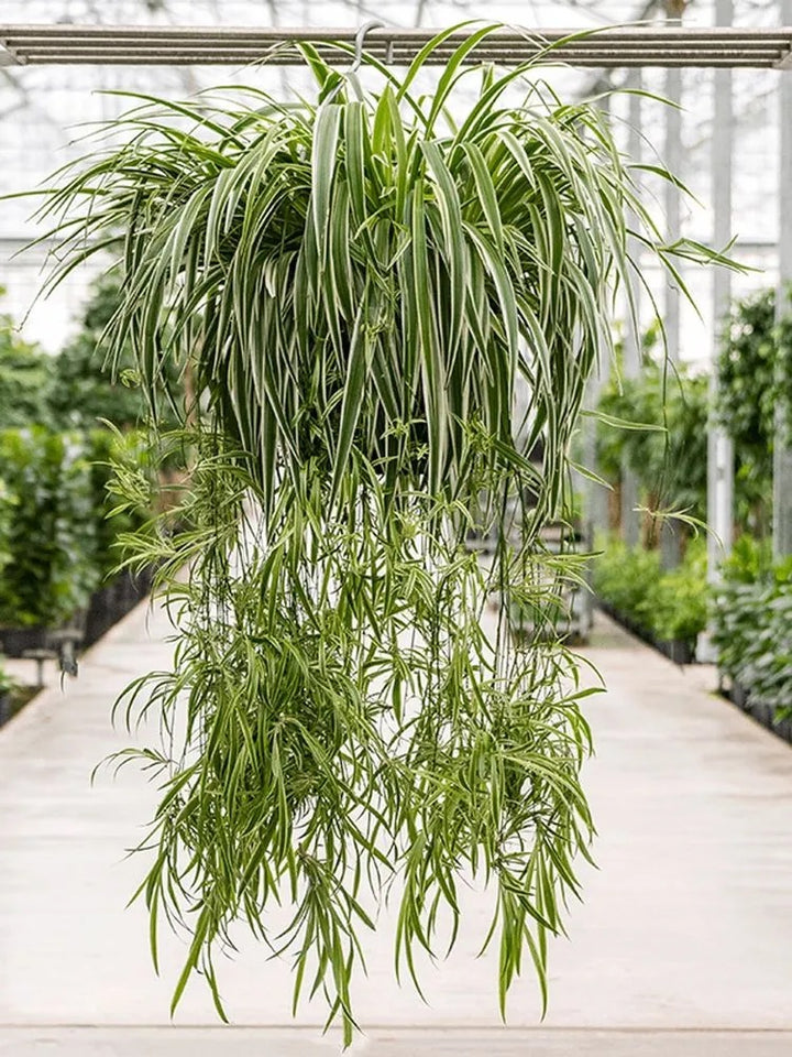 CHLOROPHYTUM SPIDER PLANT [SZ:25CM HB]