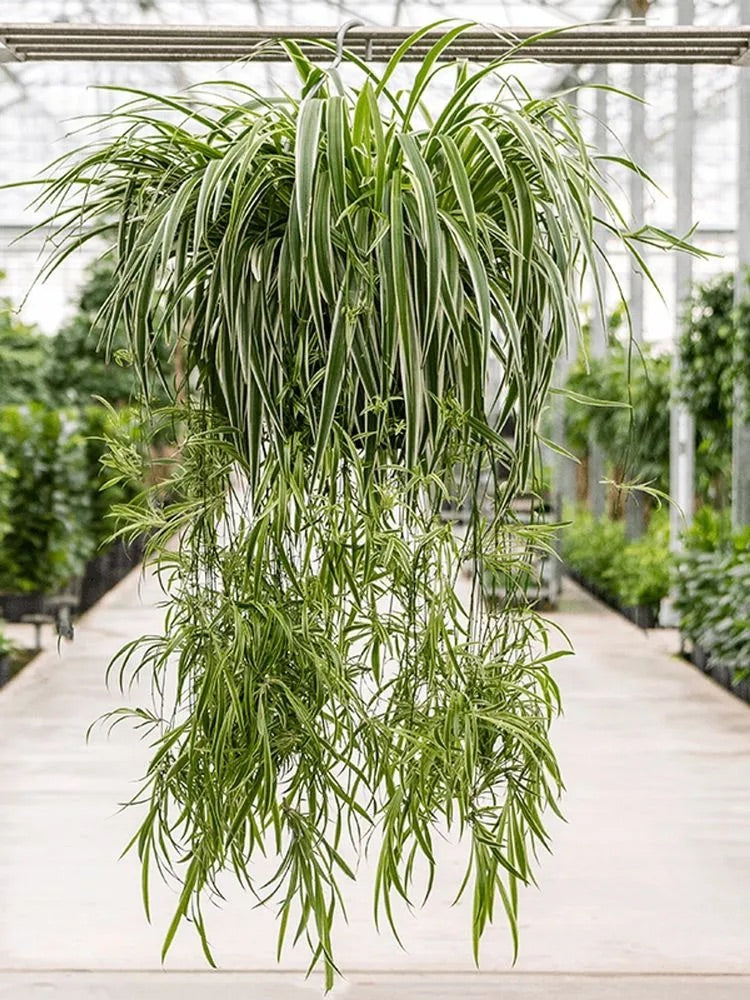 CHLOROPHYTUM SPIDER PLANT [SZ:25CM HB]