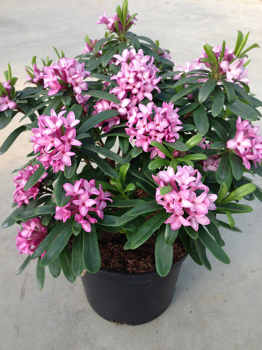 daphne plant in pots DAPHNE ODORA PINK – Honeysuckle Garden