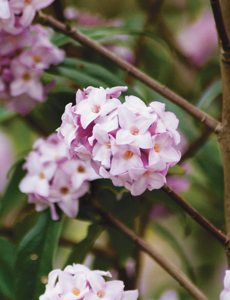 DAPHNE ODORA PINK [SZ:14CM POT]