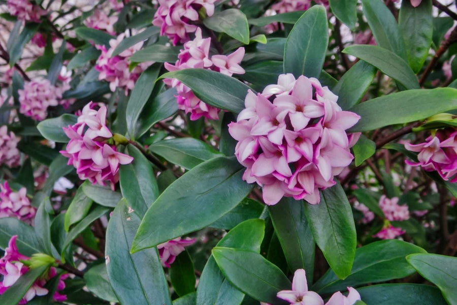 DAPHNE ODORA PINK [SZ:14CM POT]