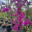 Load image into Gallery viewer, BOUGAINVILLEA PURPLE [SZ:30CM POT]
