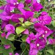 Load image into Gallery viewer, BOUGAINVILLEA PURPLE [SZ:30CM POT]
