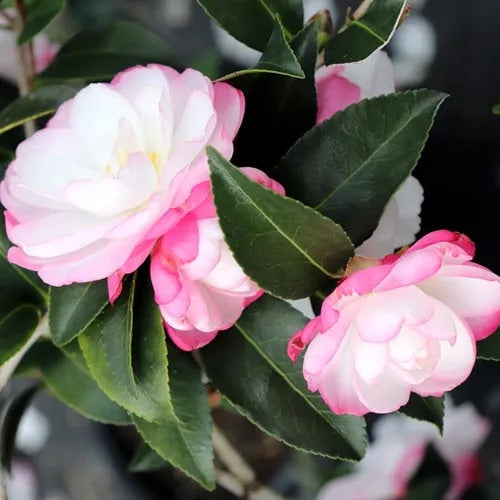 CAM. SAS. PARADISE BLUSH [SZ:20CM POT]