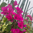 Load image into Gallery viewer, BOUGAINVILLEA ELIZABETH [SZ:30CM POT]
