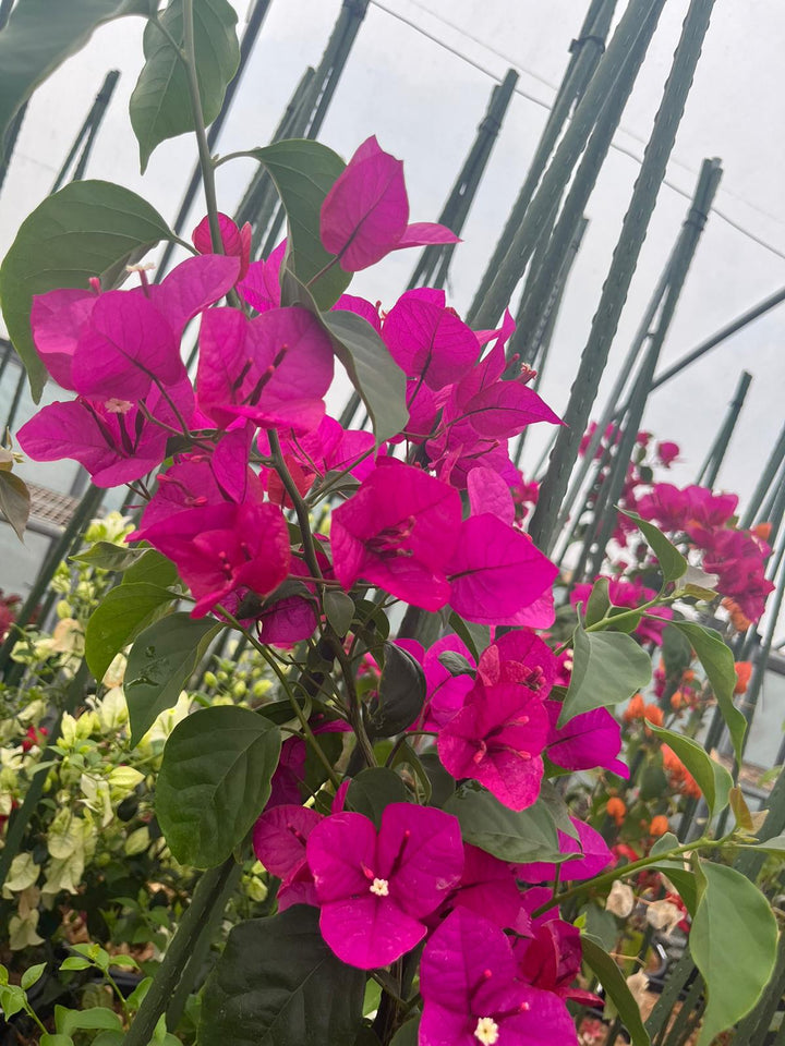 BOUGAINVILLEA ELIZABETH [SZ:30CM POT]