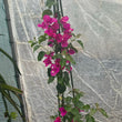 Load image into Gallery viewer, BOUGAINVILLEA ELIZABETH [SZ:30CM POT]
