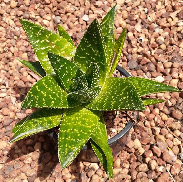 ALOE GOLLY [SZ:10CM POT]