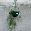 Load image into Gallery viewer, RHIPSALIS CAMPOS-PORTOANA [SZ:25CM HANGING BASKET]
