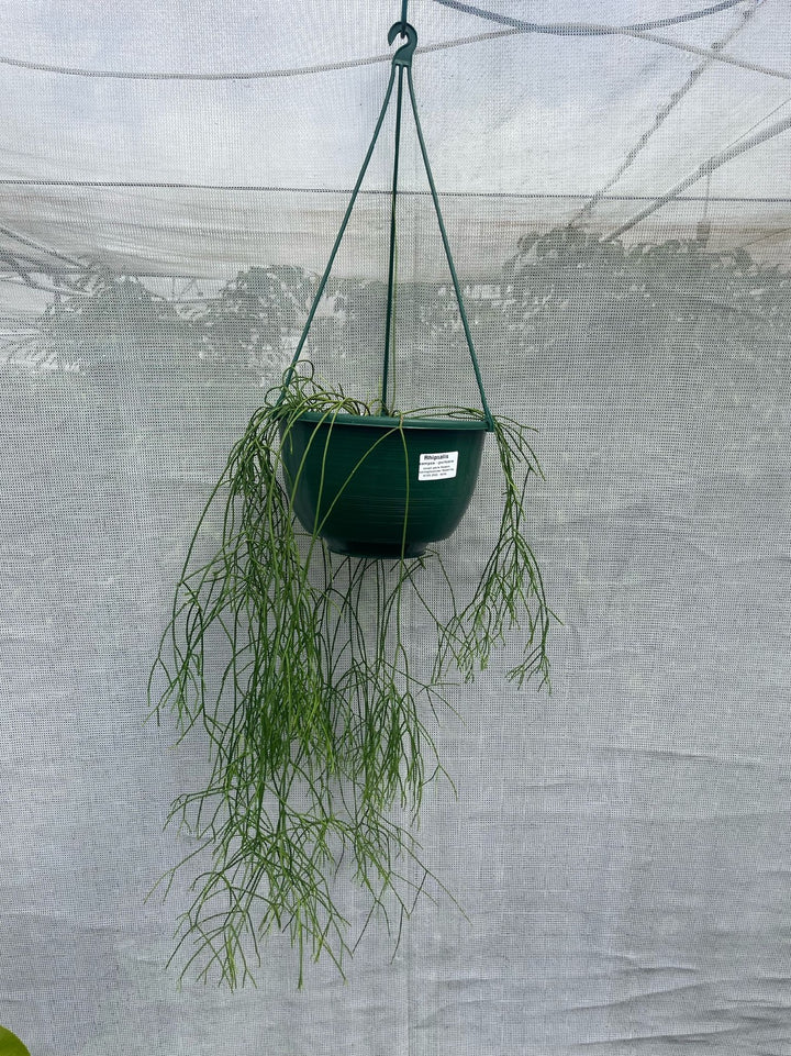 RHIPSALIS CAMPOS-PORTOANA [SZ:25CM HANGING BASKET]