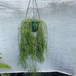 Load image into Gallery viewer, RHIPSALIS CAMPOS-PORTOANA [SZ:25CM HANGING BASKET]
