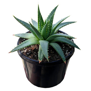 ALOE POLYPHYLLA SPIRAL ALOE [SZ:20CM POT]