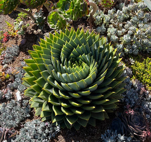 ALOE POLYPHYLLA SPIRAL ALOE [SZ:20CM POT]