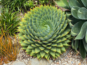 ALOE POLYPHYLLA SPIRAL ALOE [SZ:20CM POT]