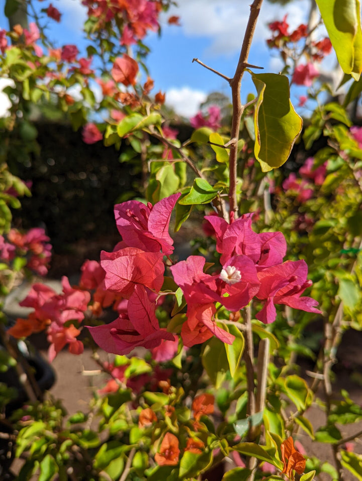 BOUGAINVILLEA TANGO [SZ:30CM POT]
