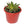 Load image into Gallery viewer, AGAVE QUADRICOLOUR [SZ:14CM POT]
