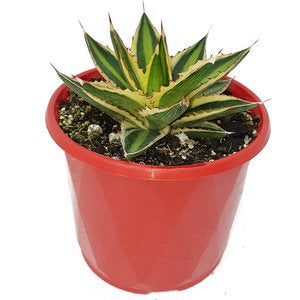 AGAVE QUADRICOLOUR [SZ:14CM POT]