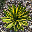 Load image into Gallery viewer, AGAVE QUADRICOLOUR [SZ:14CM POT]
