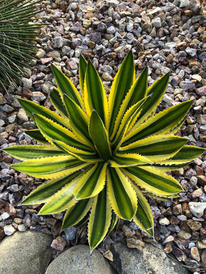 AGAVE QUADRICOLOUR [SZ:14CM POT]