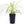 Load image into Gallery viewer, CHLOROPHYTUM SPIDER PLANT [SZ:14CM POT]
