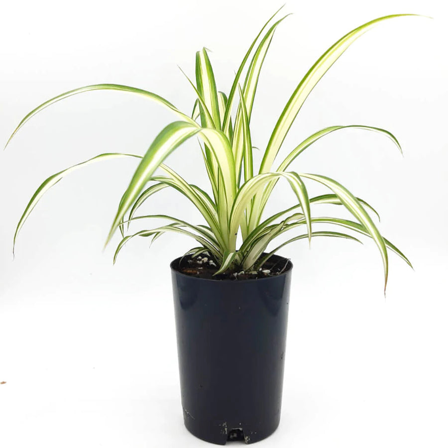 CHLOROPHYTUM SPIDER PLANT [SZ:14CM POT]