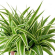 Load image into Gallery viewer, CHLOROPHYTUM SPIDER PLANT [SZ:14CM POT]
