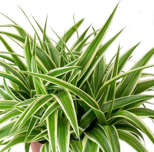 CHLOROPHYTUM SPIDER PLANT [SZ:14CM POT]