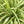 Load image into Gallery viewer, CHLOROPHYTUM SPIDER PLANT [SZ:14CM POT]
