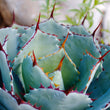 Load image into Gallery viewer, AGAVE DRAGON TOES [SZ:14CM POT]
