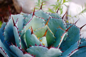 AGAVE DRAGON TOES [SZ:14CM POT]