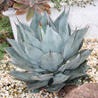 Load image into Gallery viewer, AGAVE DRAGON TOES [SZ:14CM POT]
