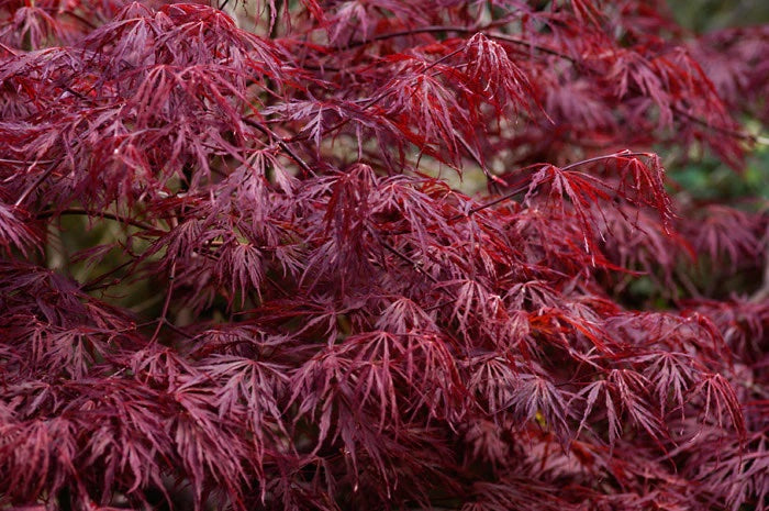 ACER PALM. DISS. ATROPUPUREM (WEEPING) 33CM [SZ:33CM POT]