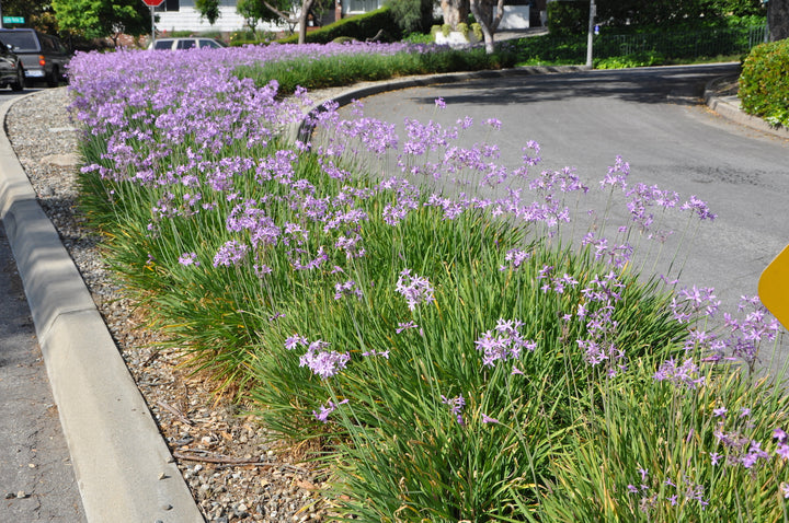 TULBAGHIA VIOLACEA [SZ:14CM POT]