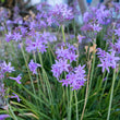 Load image into Gallery viewer, TULBAGHIA VIOLACEA [SZ:14CM POT]
