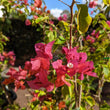 Load image into Gallery viewer, BOUGAINVILLEA CRIMSON JEWEL [SZ:40CM POT]
