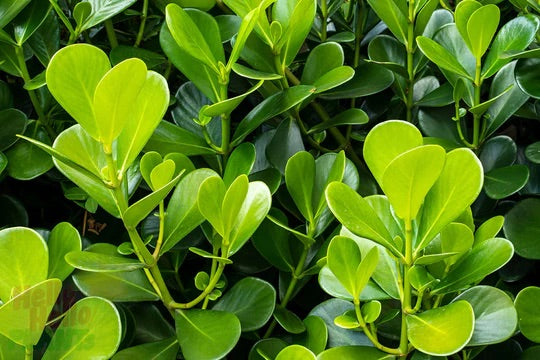 BUXUS JAPONICA BALL IN TERRACOTTA POT EV33 [SZ:33CM POT]