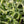 Load image into Gallery viewer, RHIPSALIS CEREUSCULA RICE GRAIN [SZ:25CM HANGING BASKET]
