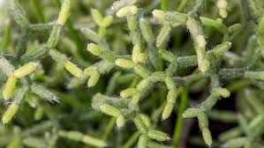 RHIPSALIS CEREUSCULA RICE GRAIN [SZ:25CM HANGING BASKET]
