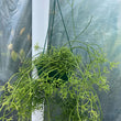 Load image into Gallery viewer, RHIPSALIS CEREUSCULA RICE GRAIN [SZ:25CM HANGING BASKET]
